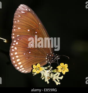 Common Crow butterfly a.k.a. Common Indian or Australian Crow (Euploea core) foraging on a  flower Stock Photo