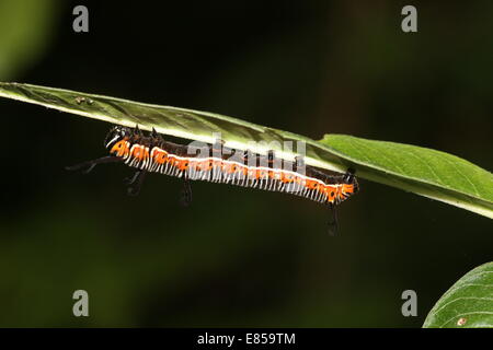 Exotic looking caterpillar of the Common Crow butterfly a.k.a. Common