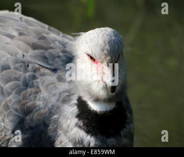 Close-up of the head and upper body of a Southern or crested  Screamer (Chauna torquata) native to Brazil, Argentina and Uruguay Stock Photo