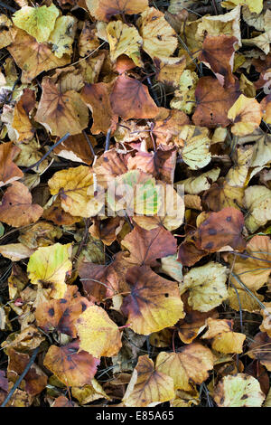 Tilia Cordata 'Winter Orange'. Small Leaved Lime Tree leaves fallen in autumn Stock Photo