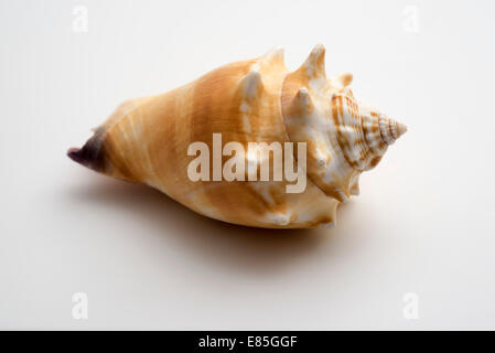 A lovely conch shell, isolated on white Stock Photo