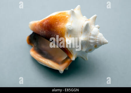 A lovely conch shell, on gray background Stock Photo