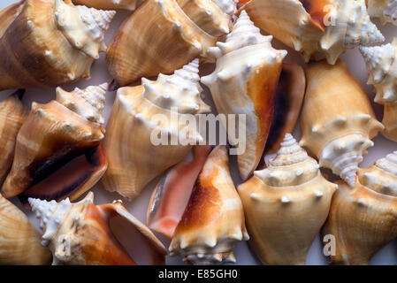 many seashells forming a background Stock Photo