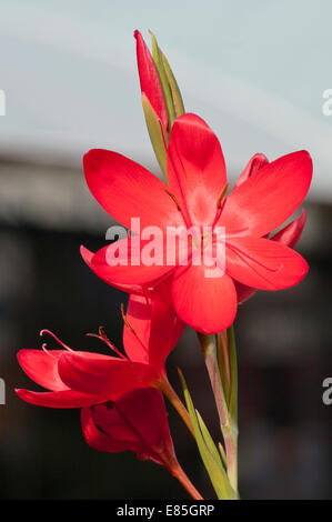 Red Hesperantha coccinea Major Commonly Known as Crimson flag lily Major Stock Photo