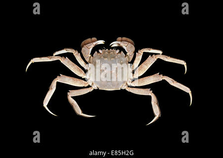 Chinese Mitten Crab - Eriocheir sinensis Stock Photo