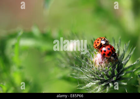 Nord, Lille, France, Europe Stock Photo