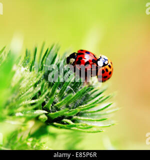 Nord, Lille, France, Europe Stock Photo