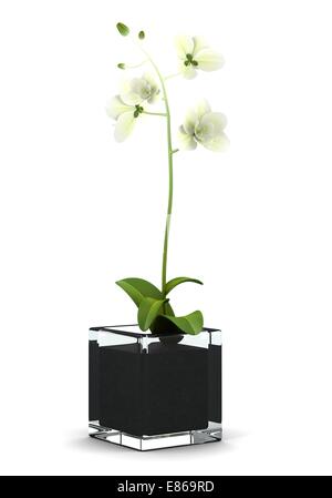orchid flower in pot isolated on white background Stock Photo