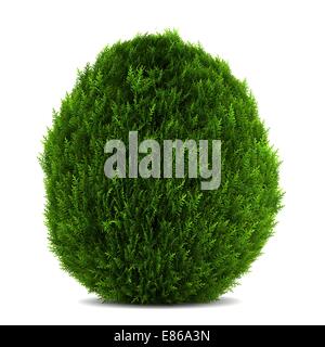 eastern arborvitae bush isolated on white background Stock Photo