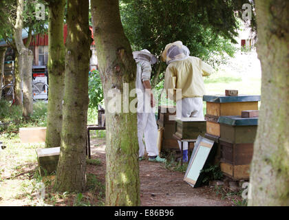 two beekeepers check their bees in the forest Stock Photo