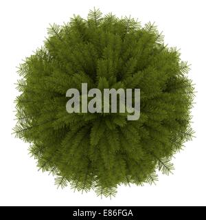 top view of norway spruce tree isolated on white background Stock Photo