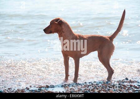 A dog paddling in some water Stock Photo