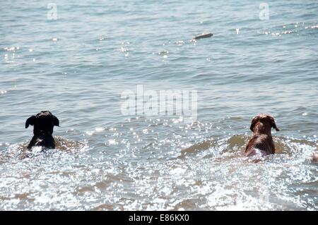 Dogs paddaling in the sea Stock Photo