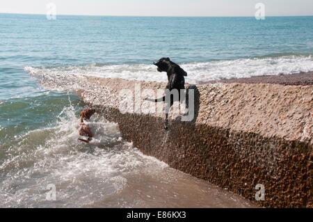 Dogs paddaling in the sea Stock Photo