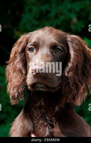 A close-up of a dog looking into the distance Stock Photo