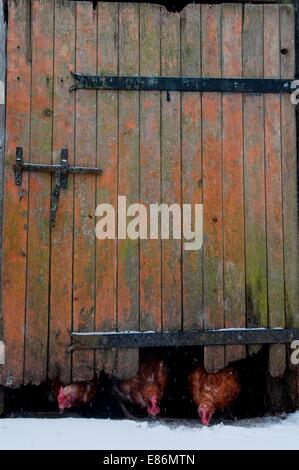 Chickens coming underneath a barn door Stock Photo