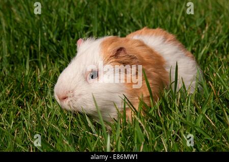 A guinea pig in a field