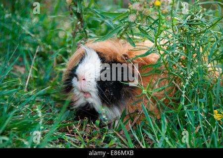 A guinea pig in a field Stock Photo
