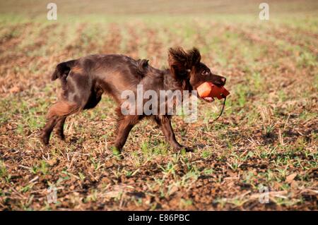 A dog with a chew toy Stock Photo