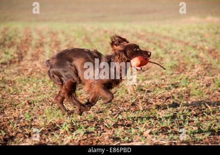 A dog with a chew toy Stock Photo
