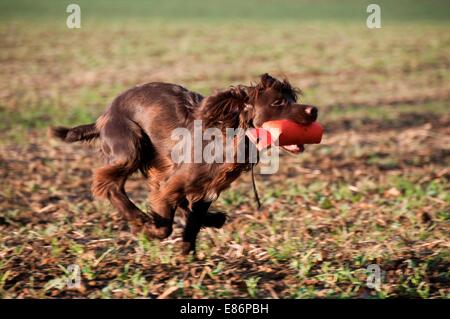 A dog with a chew toy Stock Photo