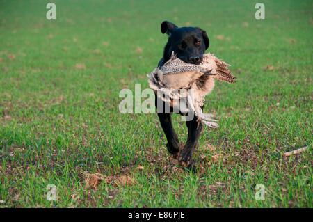 Hunting dog with a pheasant in its moutgh Stock Photo