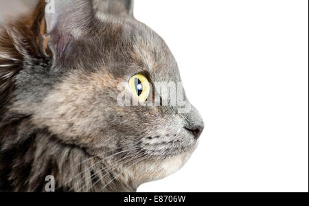 very closeup of the muzzle of  gray cat indoors, profile view Stock Photo