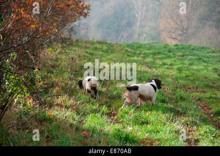 In the Countryside Stock Photo