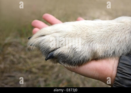 Human hand over an animal paw, concept of togetherness and saving nature Stock Photo