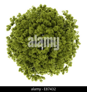 top view of norway maple tree isolated on white background Stock Photo