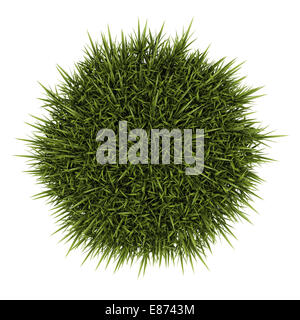 decorative grass isolated on white background Stock Photo - Alamy