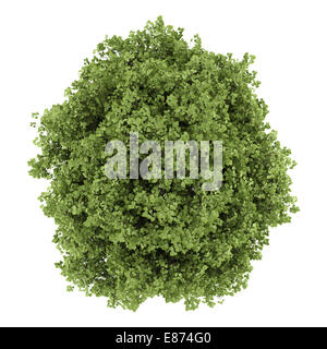 top view of small-leaved lime tree isolated on white background Stock Photo