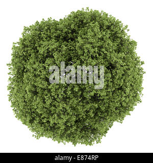 top view of small-leaved lime tree isolated on white background Stock Photo