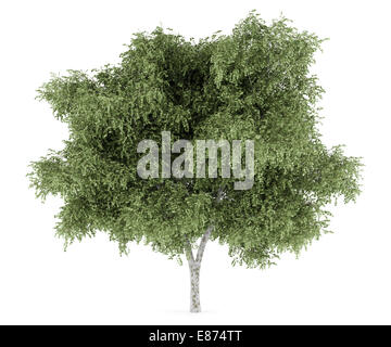silver birch tree isolated on white background Stock Photo