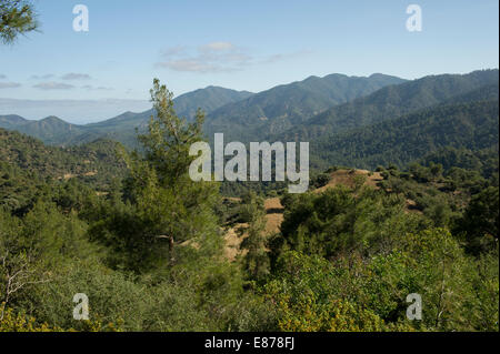 The green trees of Paphos Forest in the Troodos Mountains above Latchi, Cyprus Stock Photo