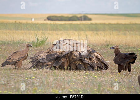 Eurasian Black - Aegypius monachus, Monk or Cinereous Vulture with Griffon Vultures - Gyps fulvus Stock Photo