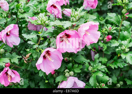 A closeup of pink flowers drenched with raindrops on a Rose of Sharon shrub, Althea, Hibiscus syriacus. Oklahoma, USA. Stock Photo