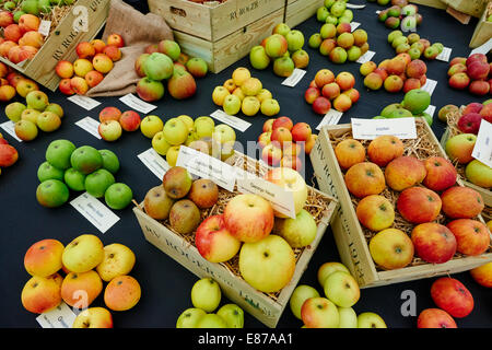 Different Apples Types Of On Display At The Malvern Autumn Show Worcestershire Stock Photo