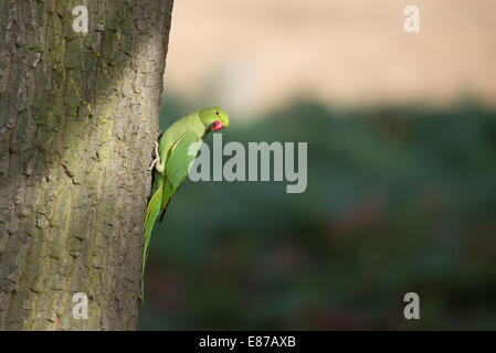 Ring-necked Parakeet on a tree trunk, Richmond Park, London.