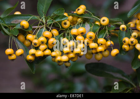 Pyracantha berries. Close up of the berries on a Firethorn bush. Stock Photo