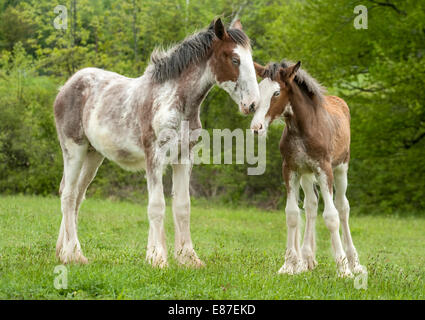 Pair of Clydesdale weanling foals Stock Photo