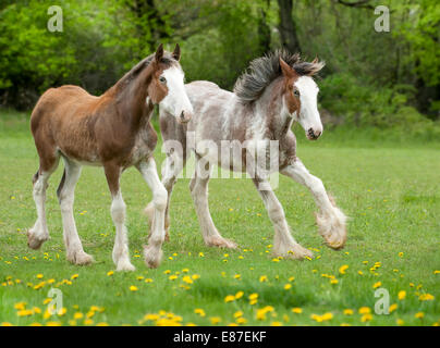 Pair of Clydesdale weanling foals Stock Photo