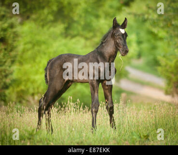 Percheron Draft Horse newborn foal Stock Photo