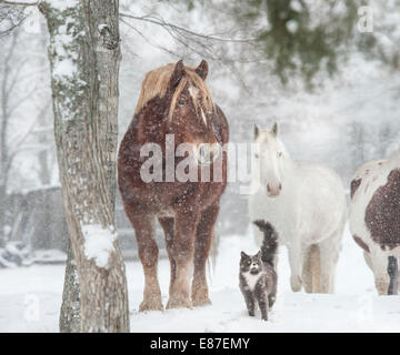 Horses with cat friend in snow storm Stock Photo