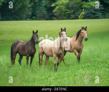 Herd of various horse breeds in lush green paddock Stock Photo