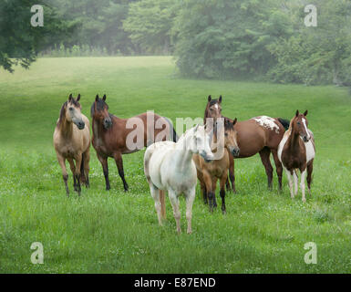 Herd of various horse breeds in lush green paddock Stock Photo