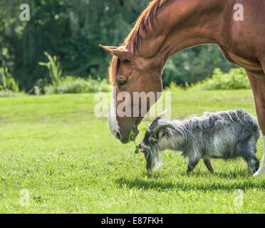Pygmy goat and stallion Stock Photo