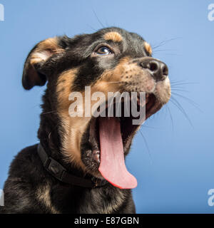 Cute puppy poses in the studio Stock Photo