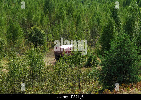 Races on a rally-raid on young forest. Stock Photo