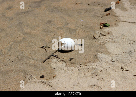 Egg on the beach  mamallapuram ,kanchipuram. Stock Photo